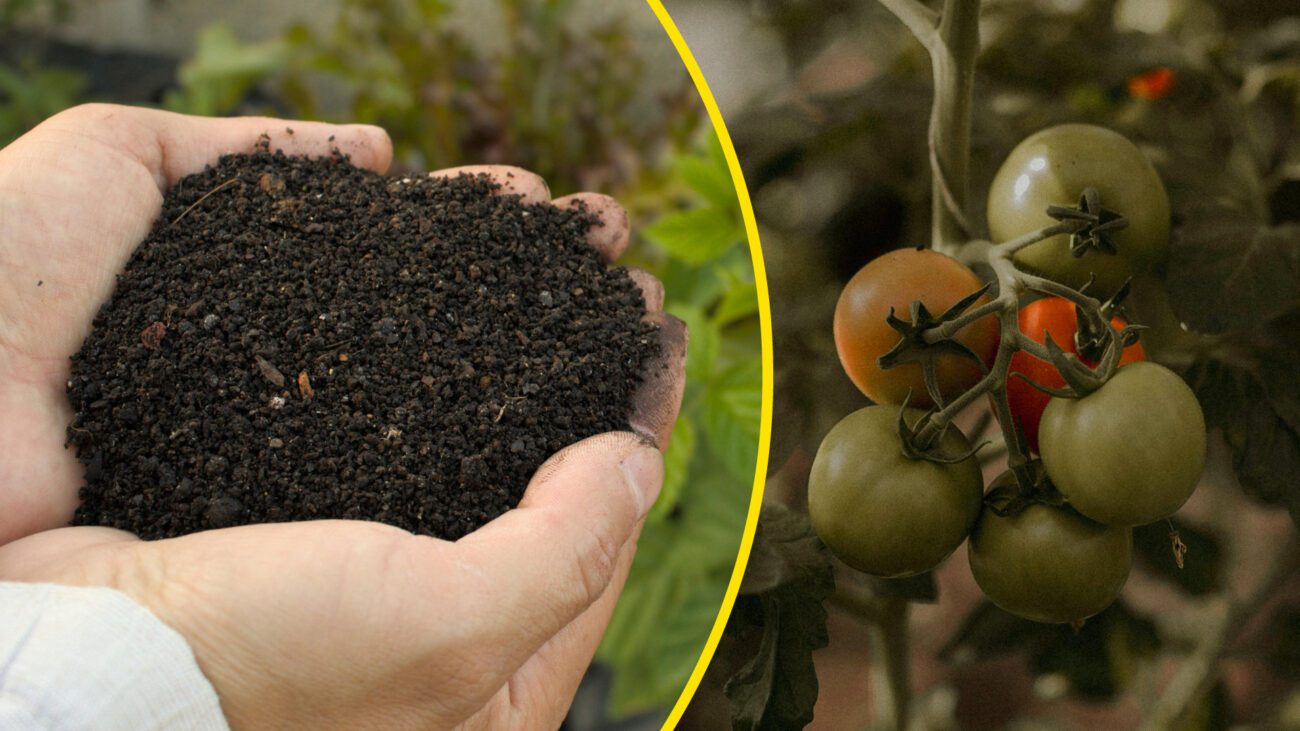 Рівненські агрономи випробували 3 популярні підживки та назвали найефективнішу