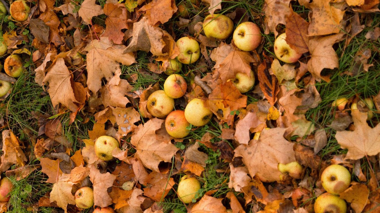Аграрії розповіли, що внести під дерева восени для рекордного урожаю у 2026