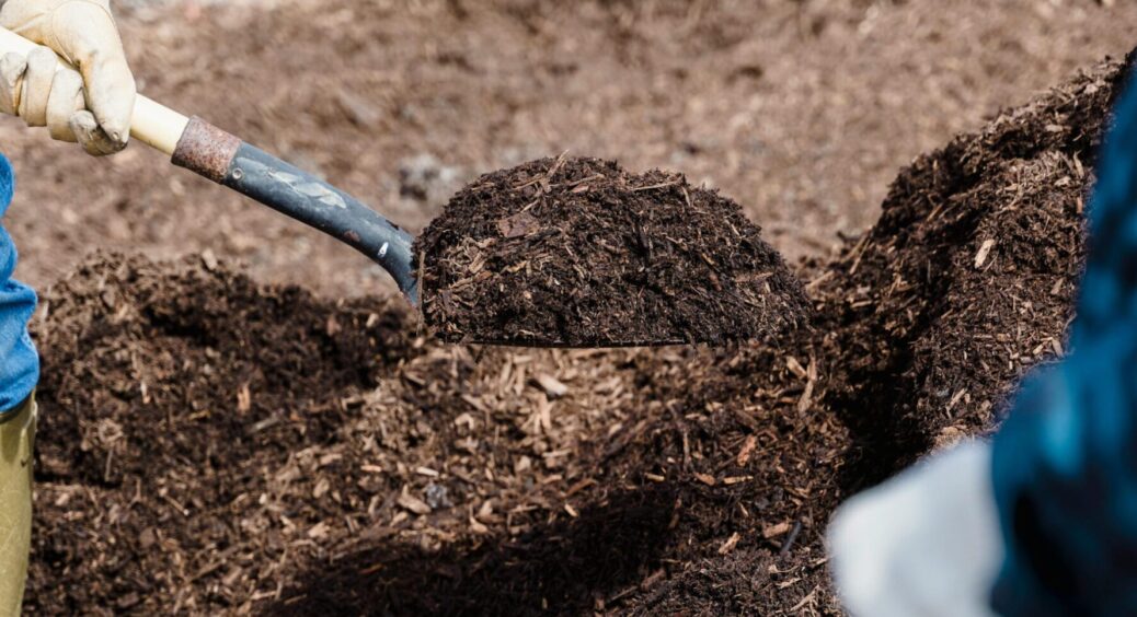 Ранній урожай забезпечений: посіви цих 3 культур у січні 2026 спрацюють краще за добрива 