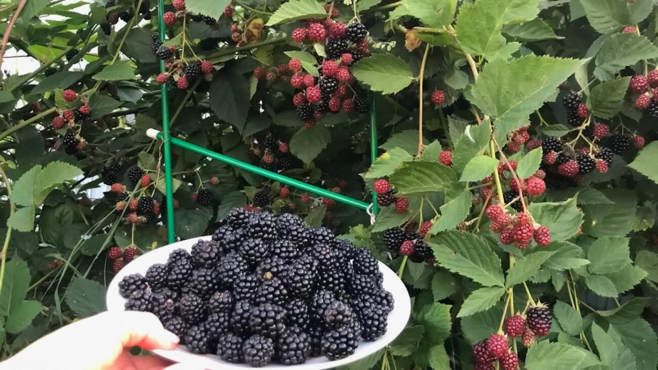 Садівники назвали 5 правил осіннього догляду за ожиною