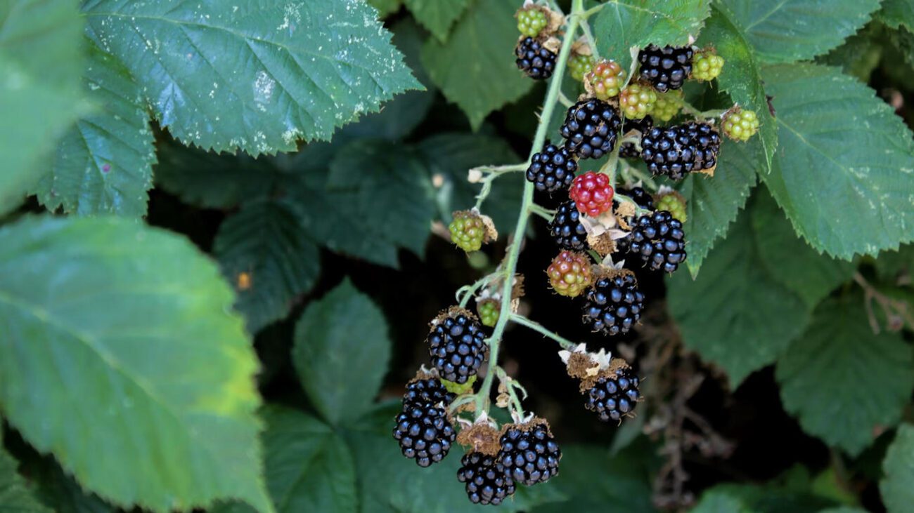 Господарі пояснили, як доглядати за ожиною восени для гарного врожаю наступного року