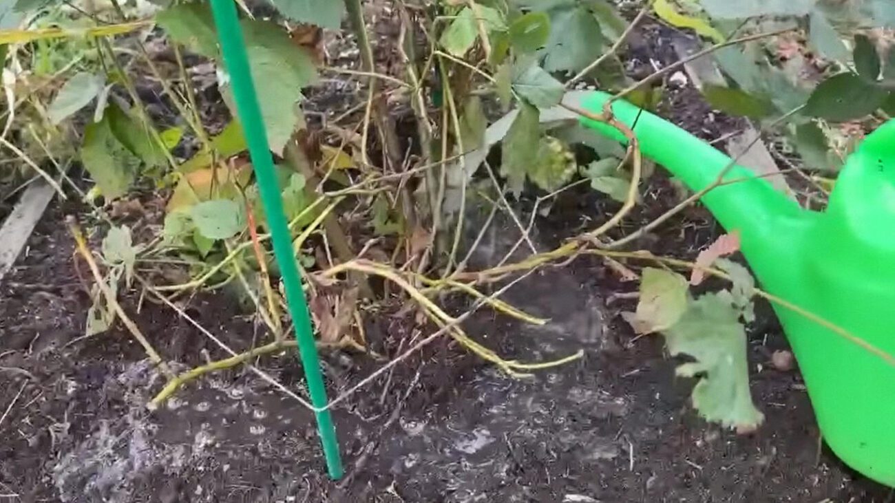 Садівники назвали основні правила осіннього догляду за ожиною