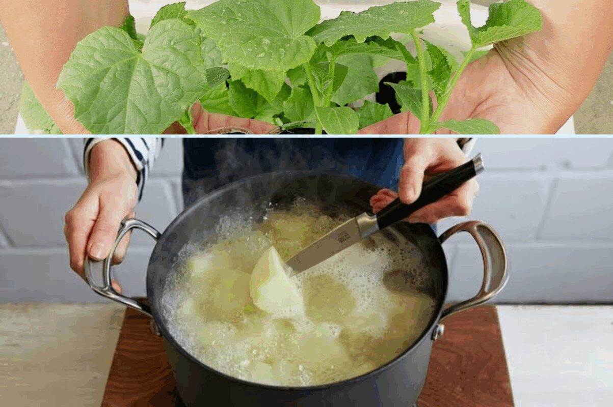 Рецепт поживного відвару для розсади Рецепт поживного відвару для розсади