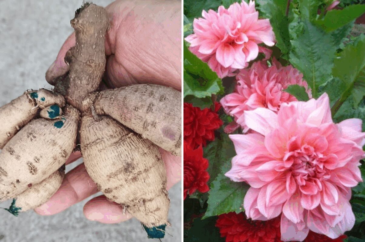 Коли викопувати жоржини