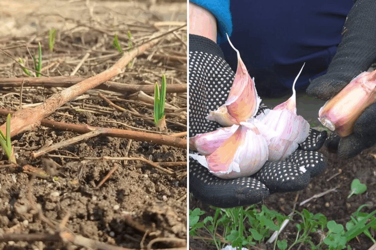 Коли садити озимий часник за народною прикметою: перевірено століттями