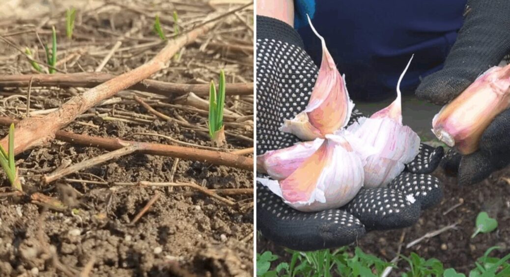 Ця давня прикмета працює завжди! Вірні орієнтири для посадки  часнику – результат на 100% 