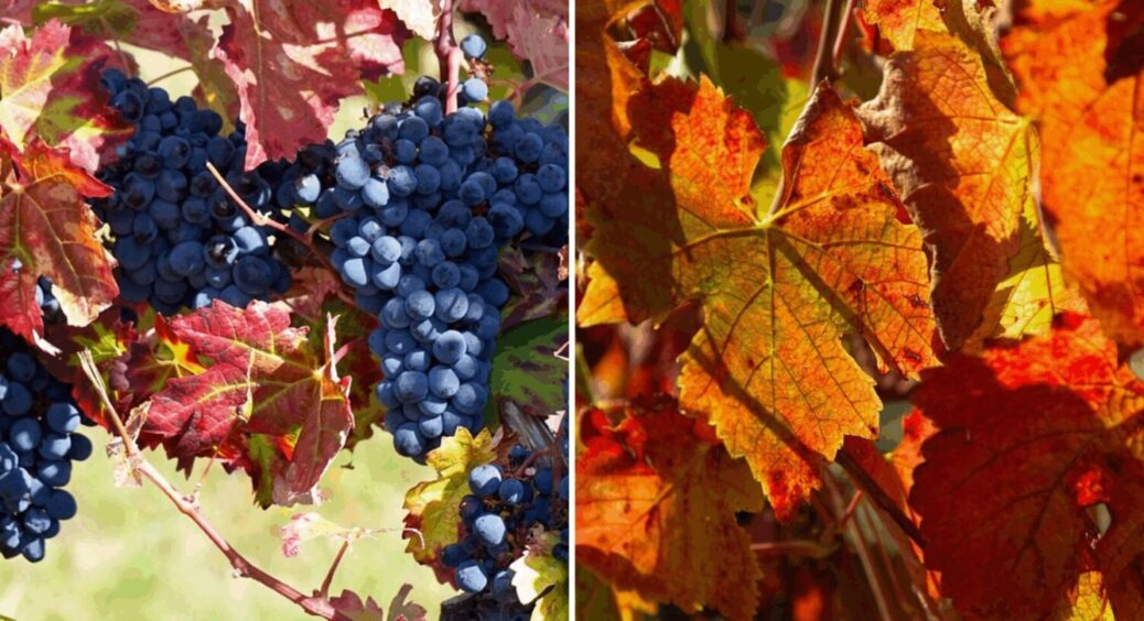 Супер метод укриття винограду на зиму: спосіб “легше легкого” – в 2026-му вродить ще краще 