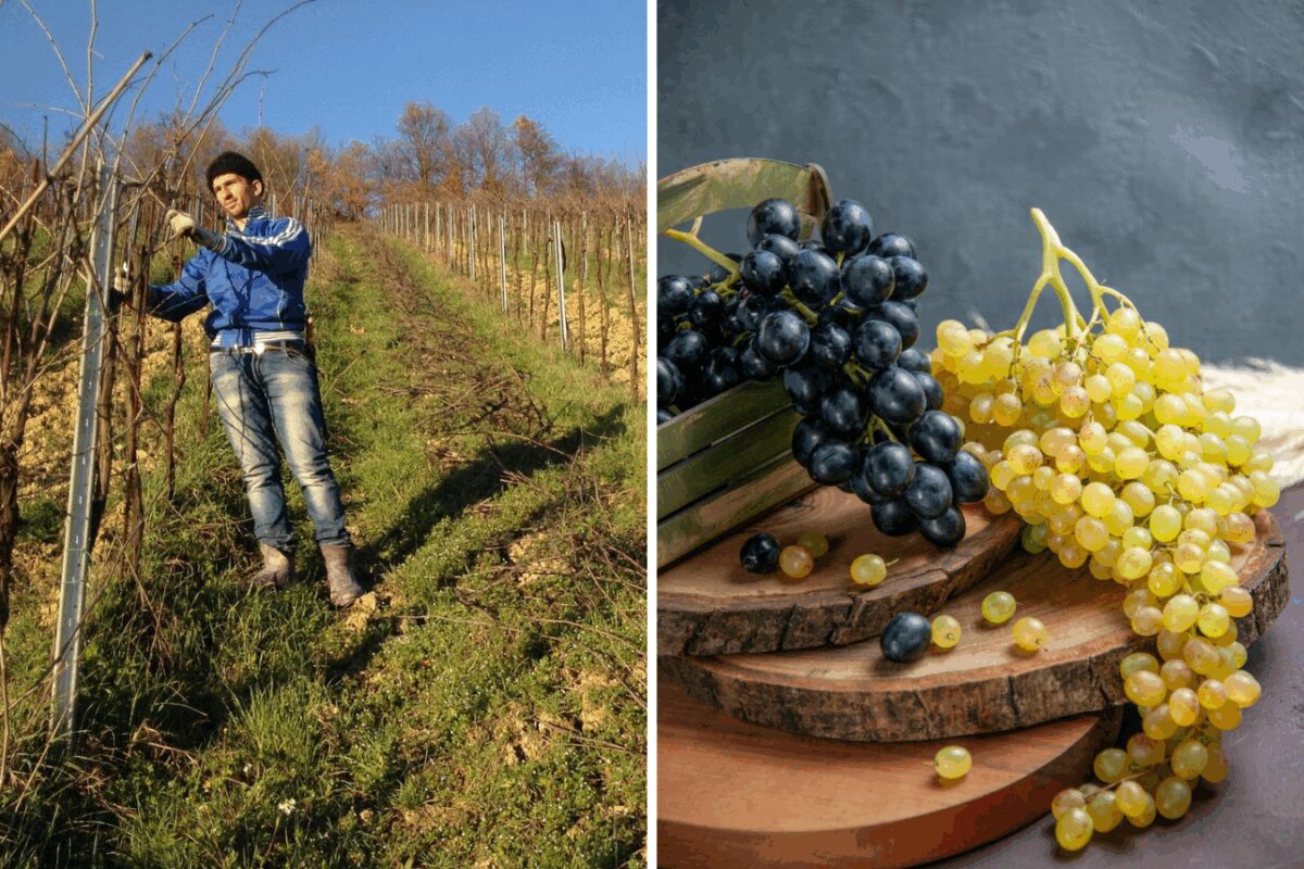 Сприятливі дні в жовтні і листопаді 2025 для обрізки винограду