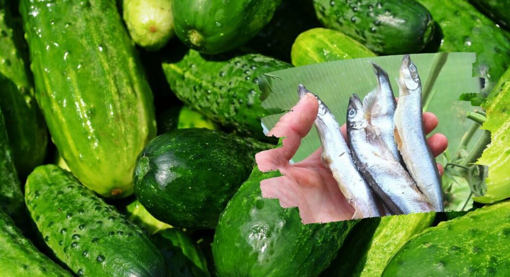 У жовтні 2025 закладаю у грядку цю рибну органіку: врожай огірків завжди на 3 тижні раніше 