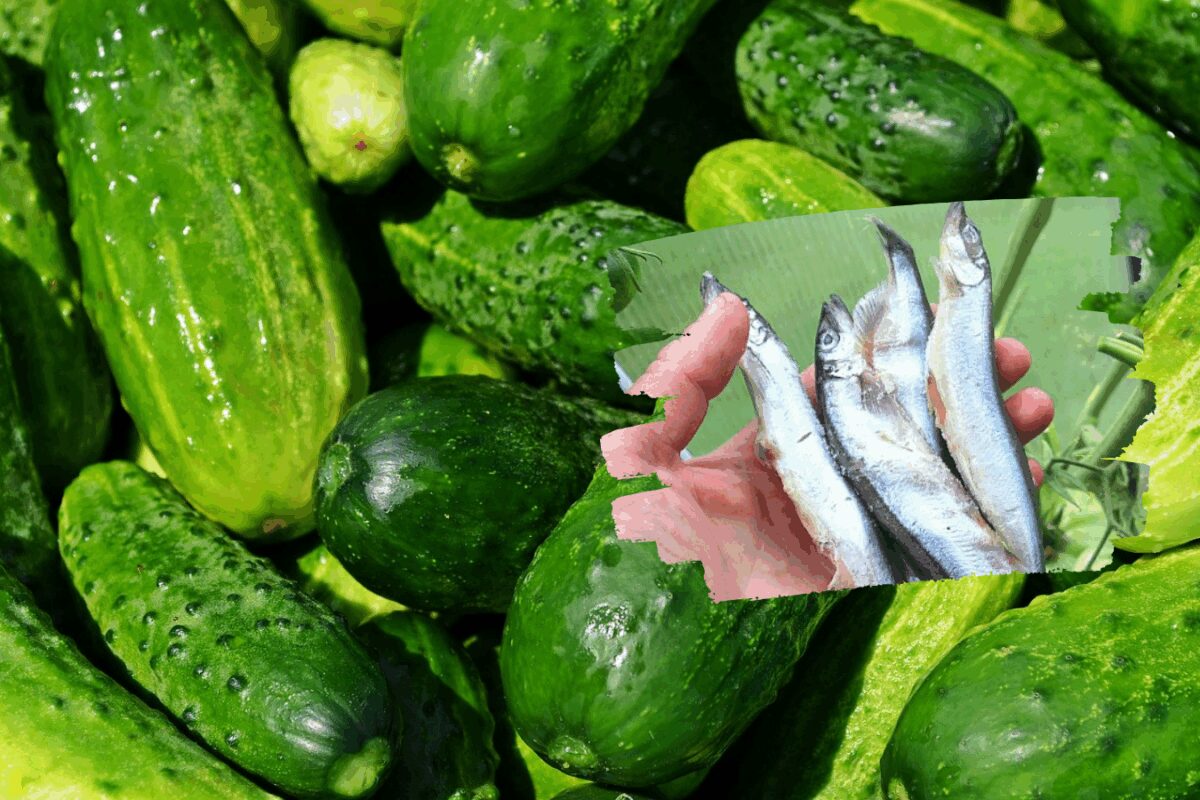 Чим підживити ґрунт в теплиці, щоб огірки вродили