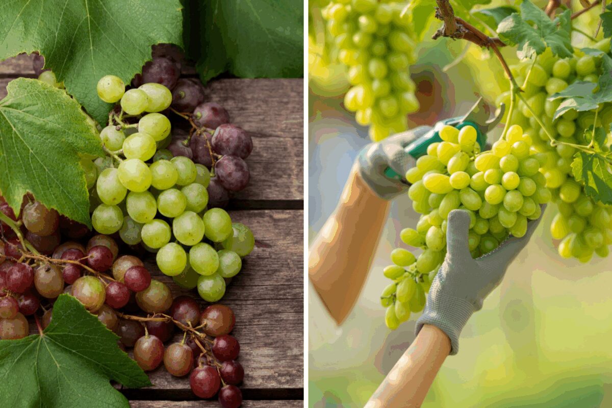 Сприятливі дні в жовтні і листопаді для обрізки винограду