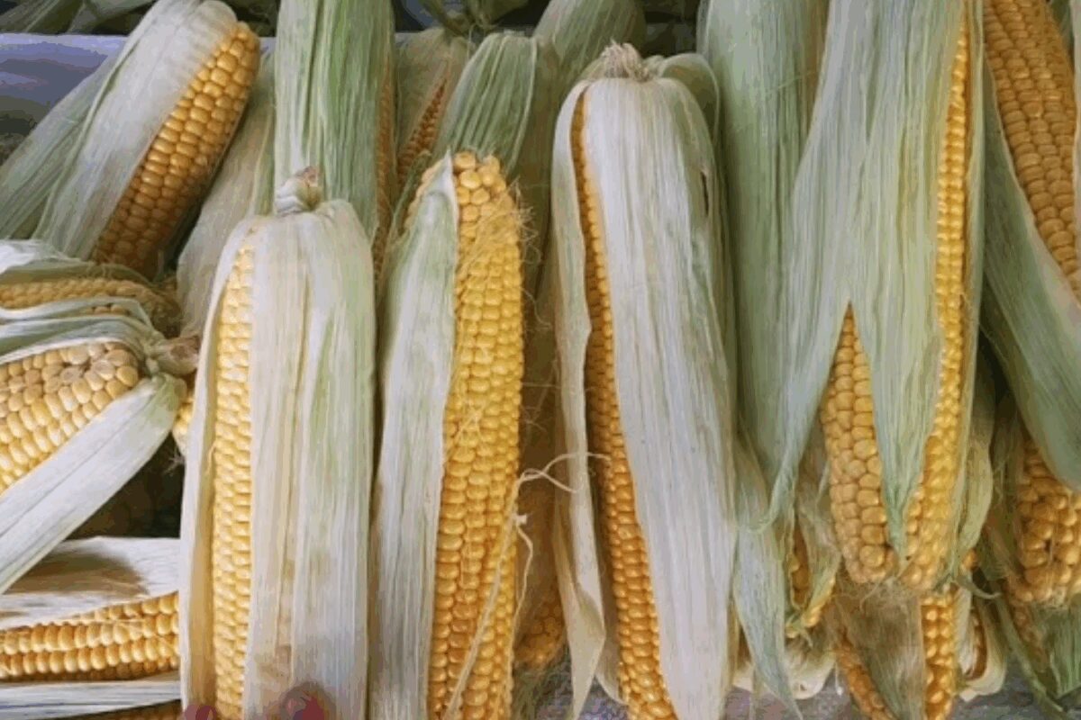 Городники Сумщини поділились лайфхаками довготривалого зберігання кукурудзи