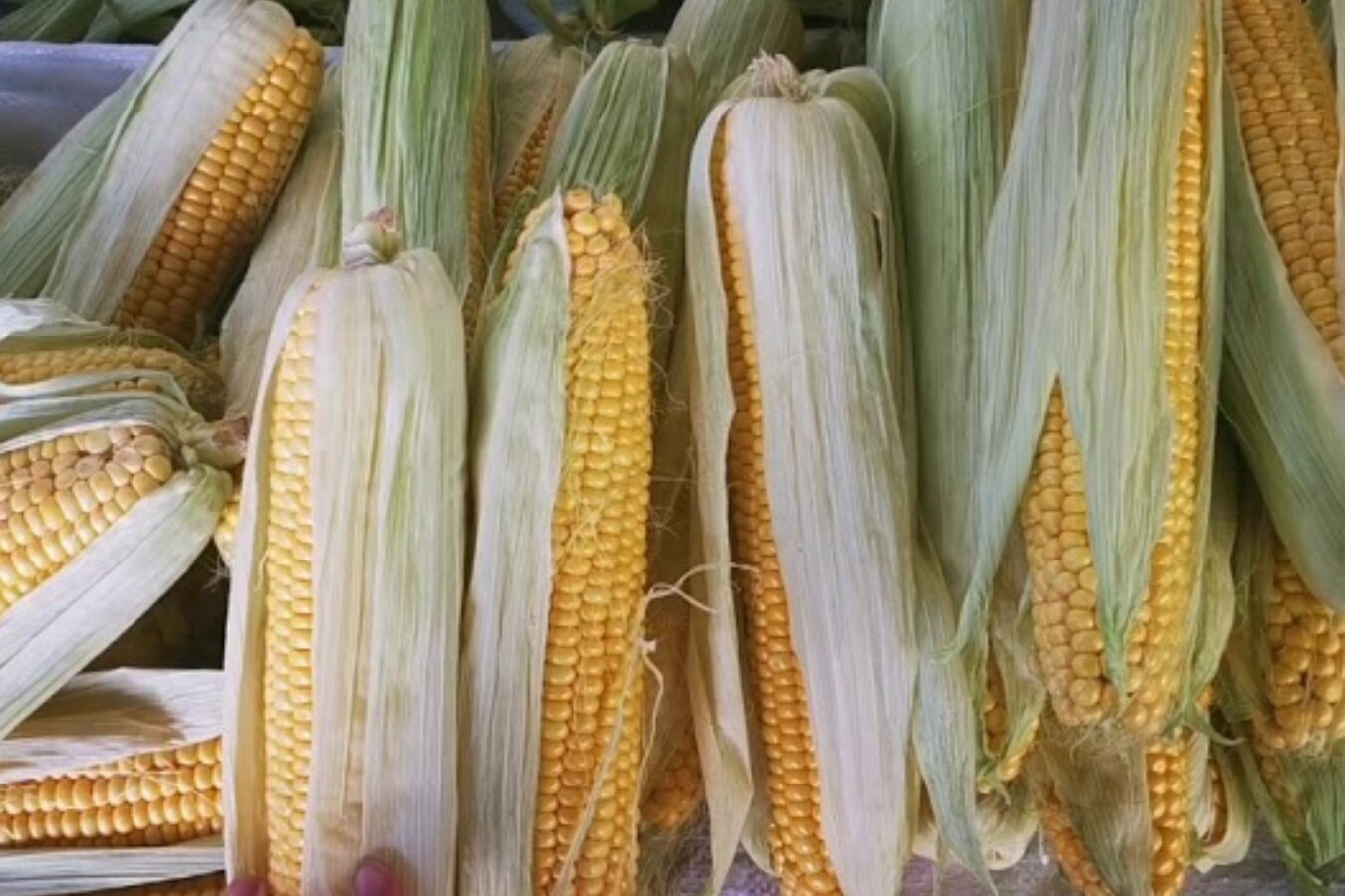 Городники Сумщини поділились лайфхаками довготривалого зберігання кукурудзи