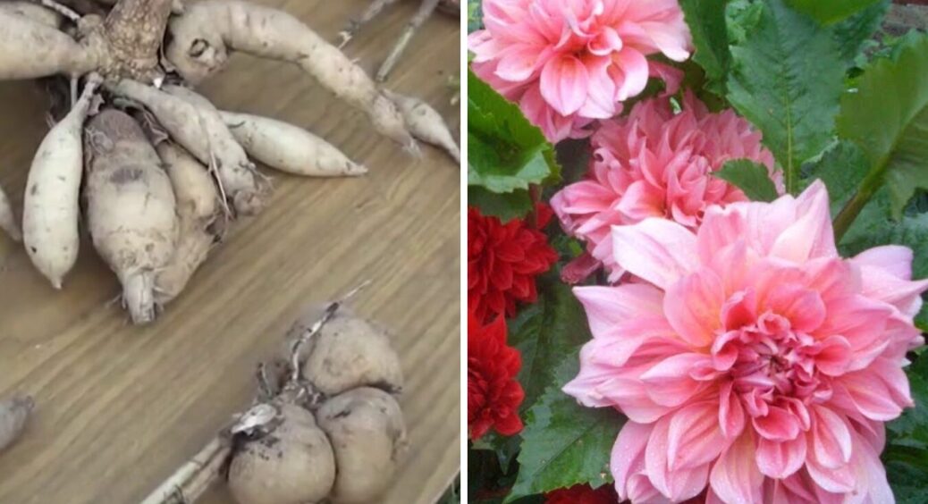 Жоржини зберігаю ось так – не псуються, не гниють, а потім ще й квітнуть добре: 3 дії і готово 