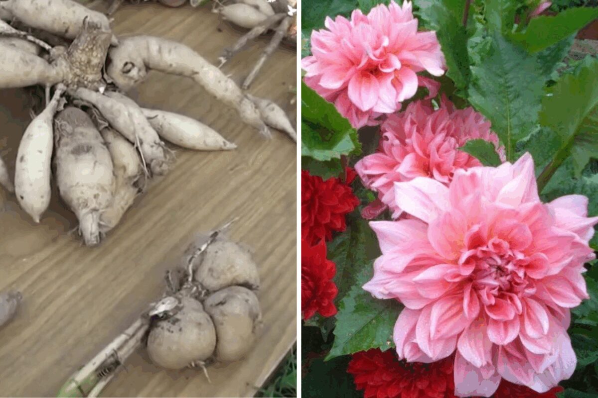 Як правильно зберігати клубені жоржин взимку