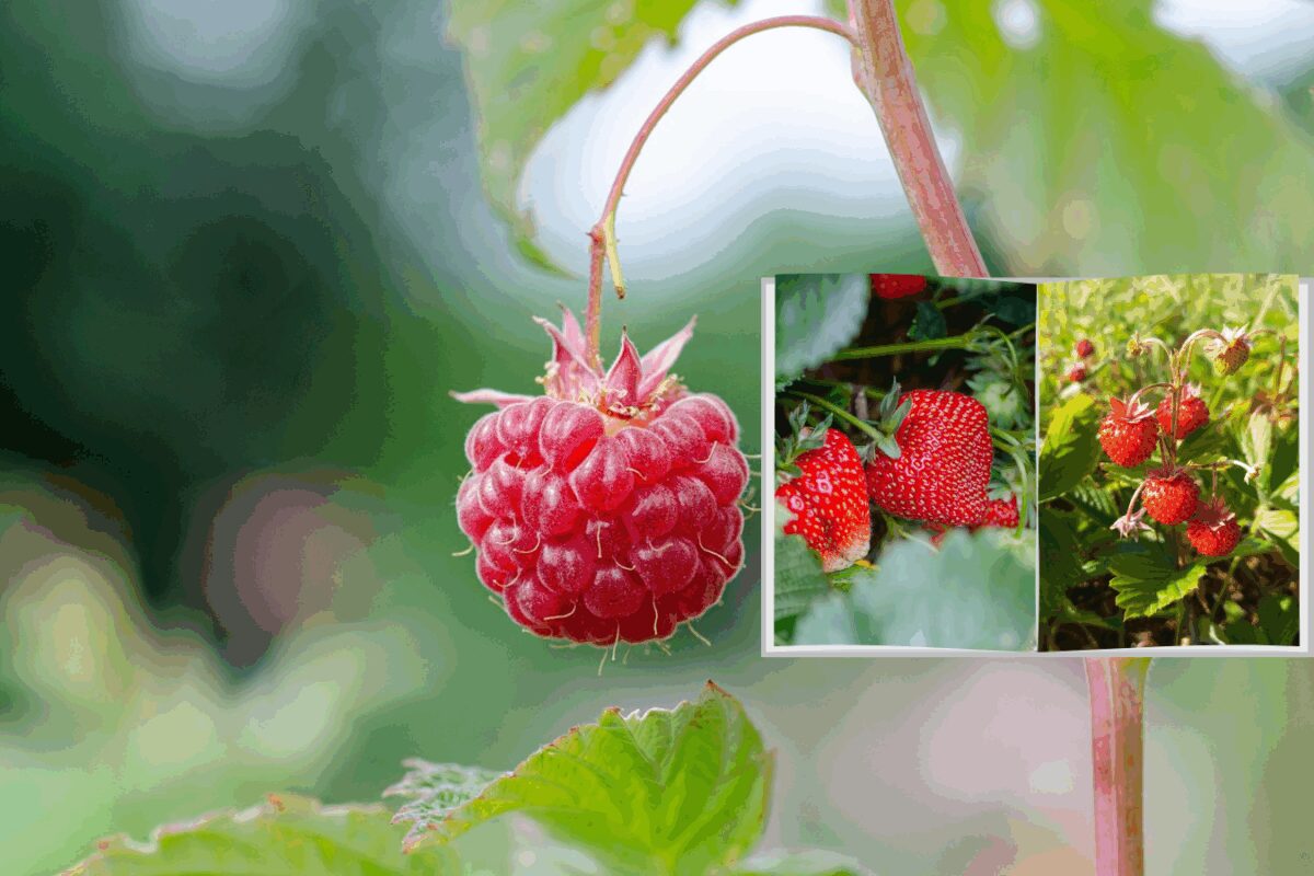 Які культури не можна саджати поруч із малиною і чому