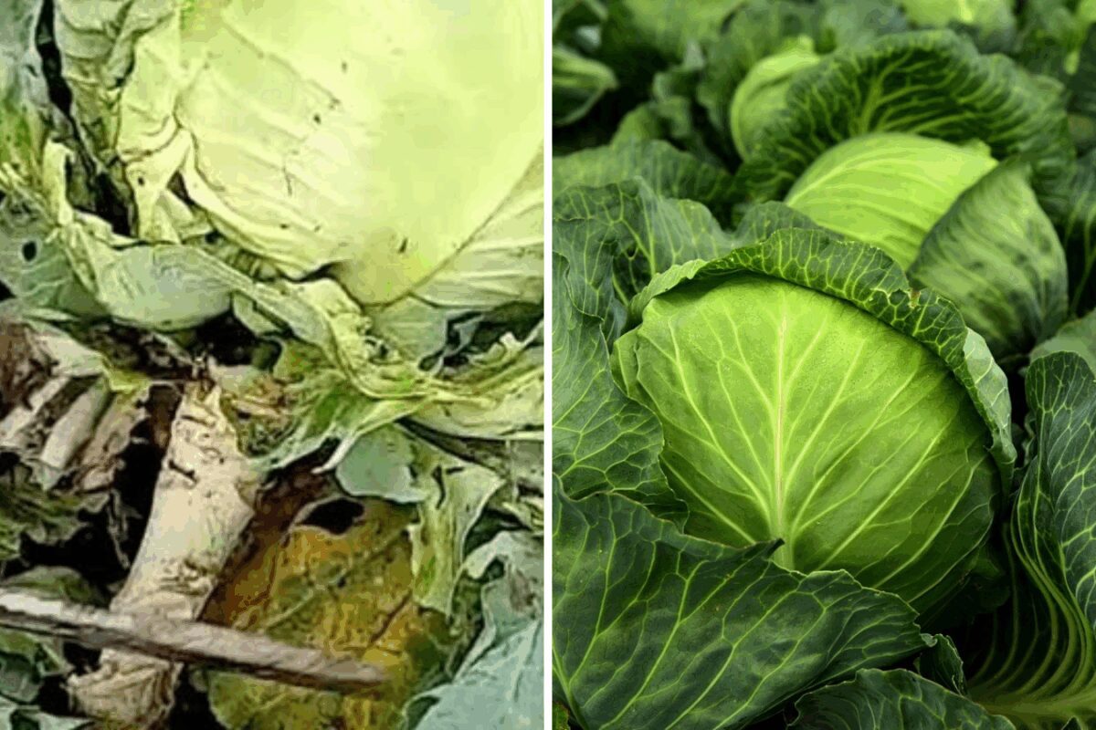 Навіщо городники залишають на ділянці кореневища капусти