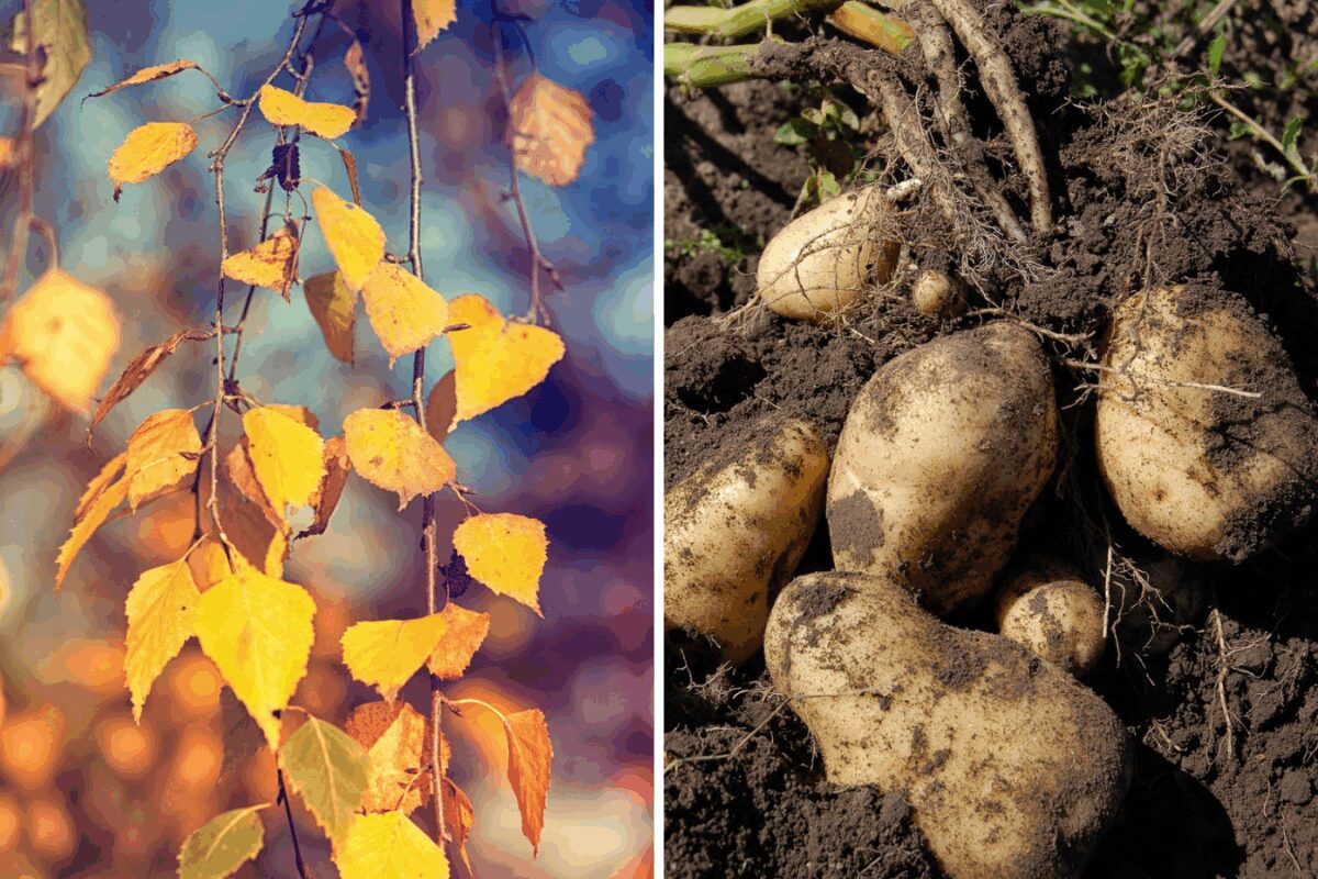 Навіщо городники вкривають березовим листям грядки з картоплею
