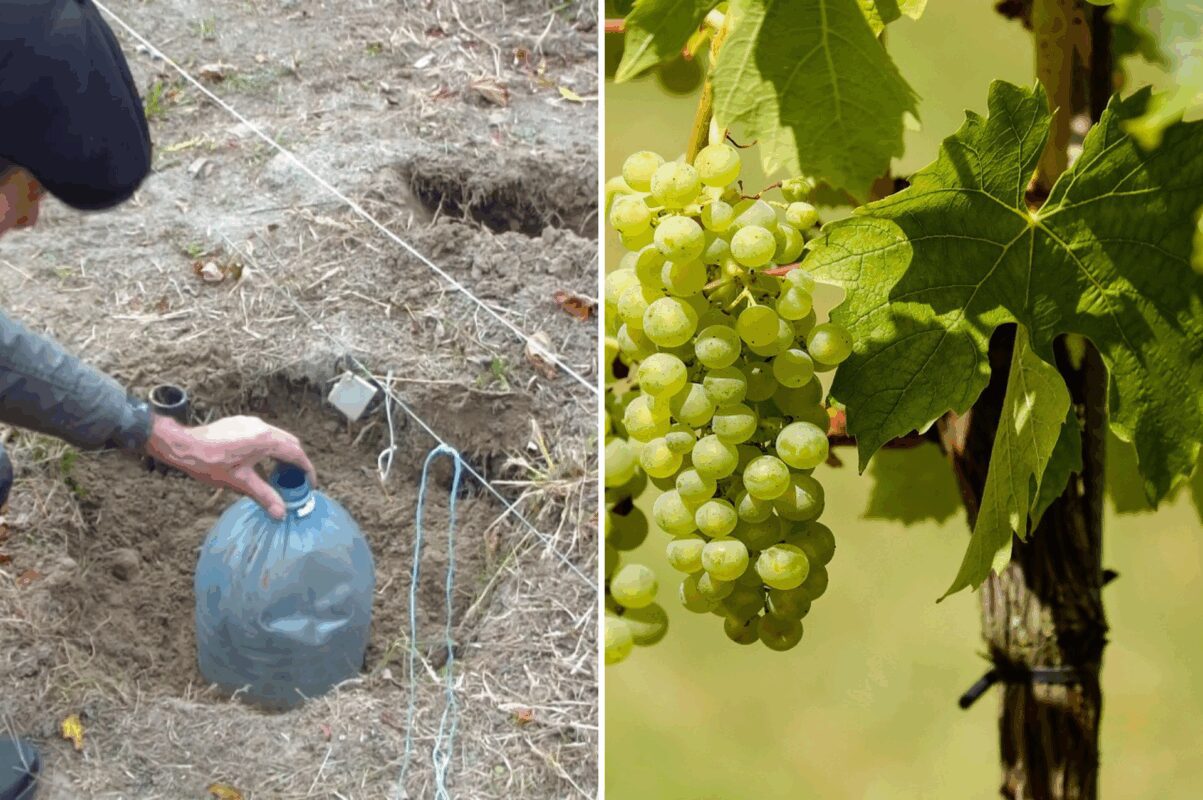 Винороби Одещини назвали спосіб, як захистити виноград від заморозків