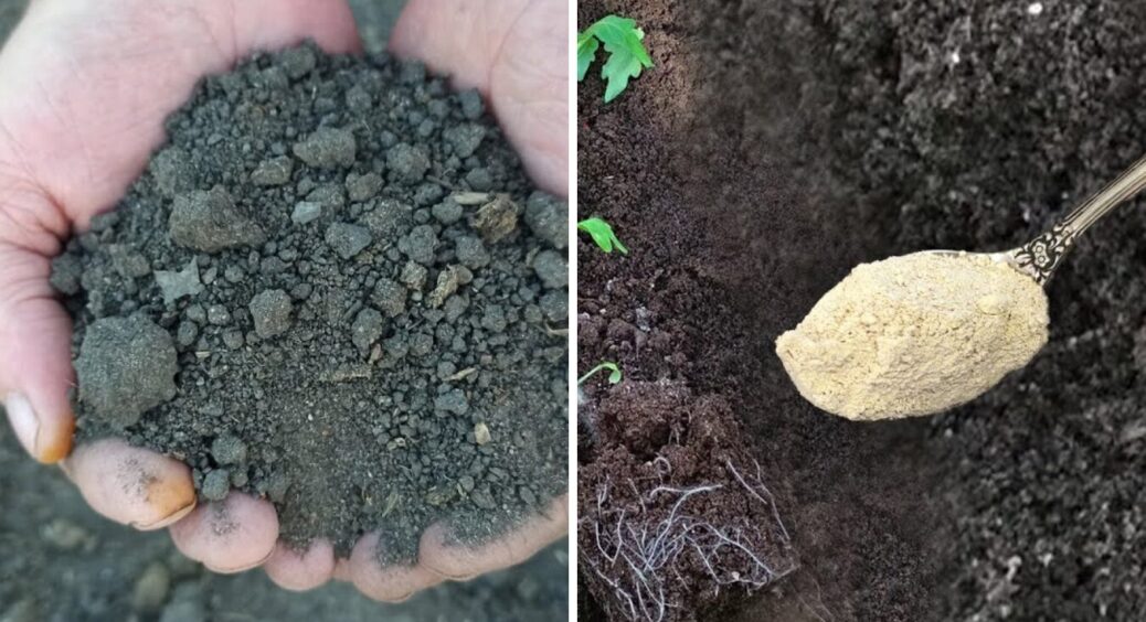 Краще за золу та компост у 10 разів: у лютому 2026 посипте грядки ось цим добривом 