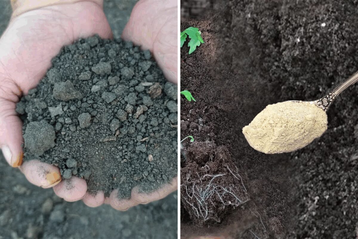 Як підготувати грядки під помідори восени