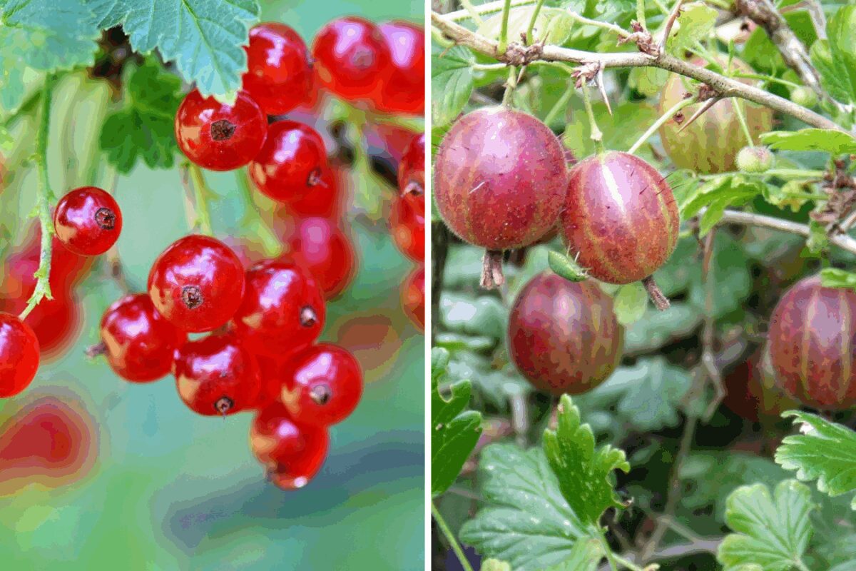 Чому не плодоносять смородина та аґрус