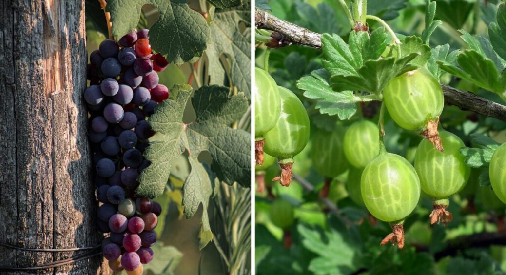 1 добриво восени  – і в 2026-му що виноград, що аґрус вродять більше: ось що внести під кущі 