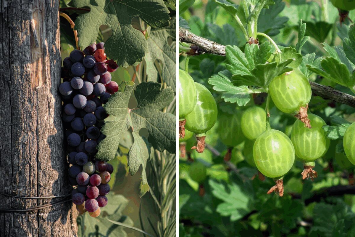 Чим підживити аґрус та виноград восени
