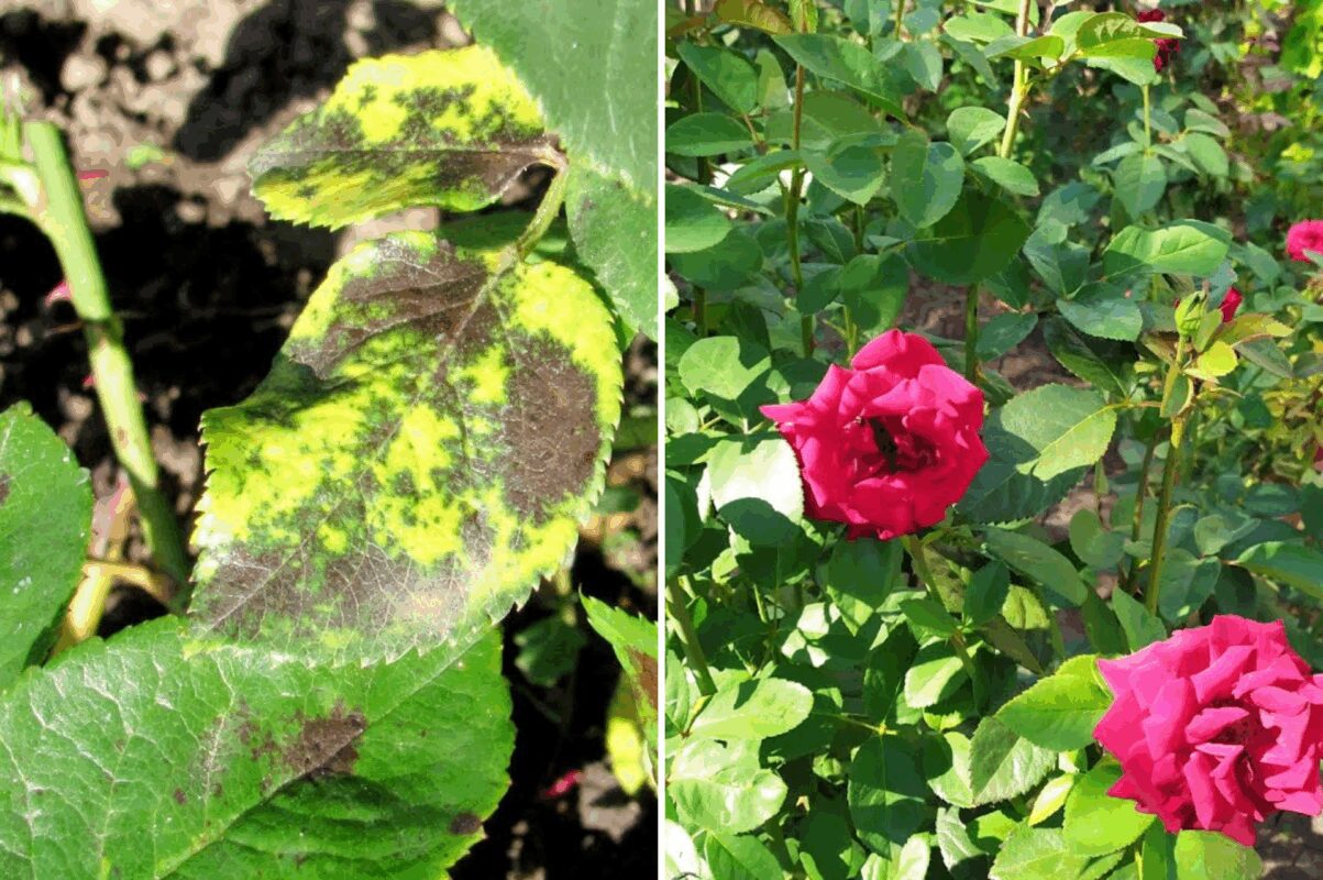Як врятувати троянди від чорної плямистості