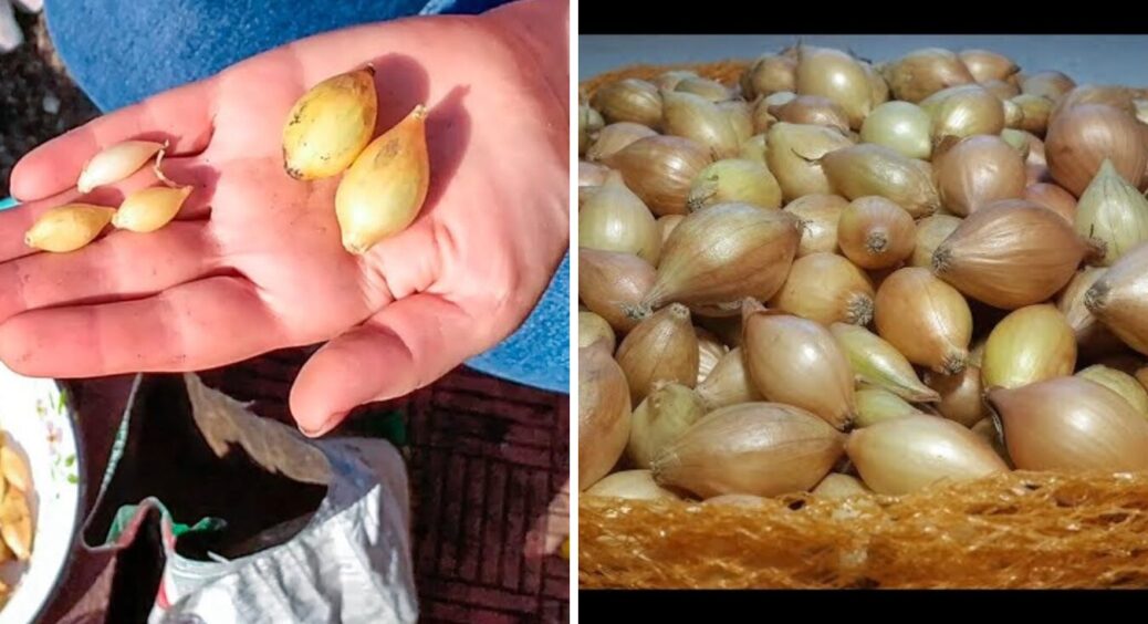 Коли саджати цибулю на зиму в жовтні 2025: сприятливі дні за Місячним календарем 