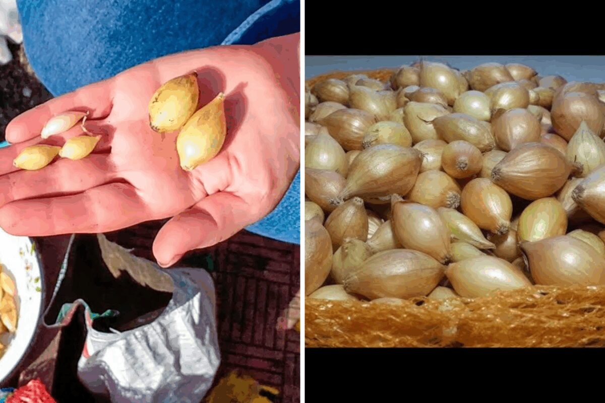 Як правильно саджати озиму цибулю восени