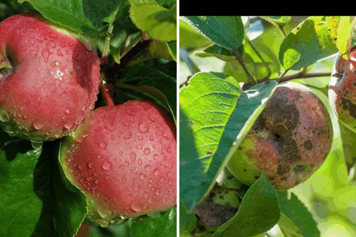 Чим обробити яблуні від парші восени