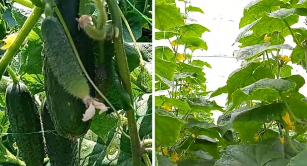 Новий король грядки: соковитий, як персик і хрумкий, як яблуко – цей огірок вражає смаком 