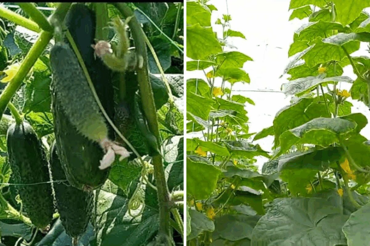 Експерт розповів, які сорти огірків садити для консервації 