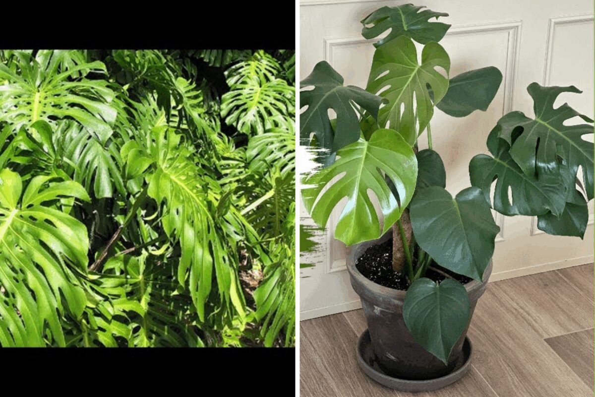 Правила вирощування монстери