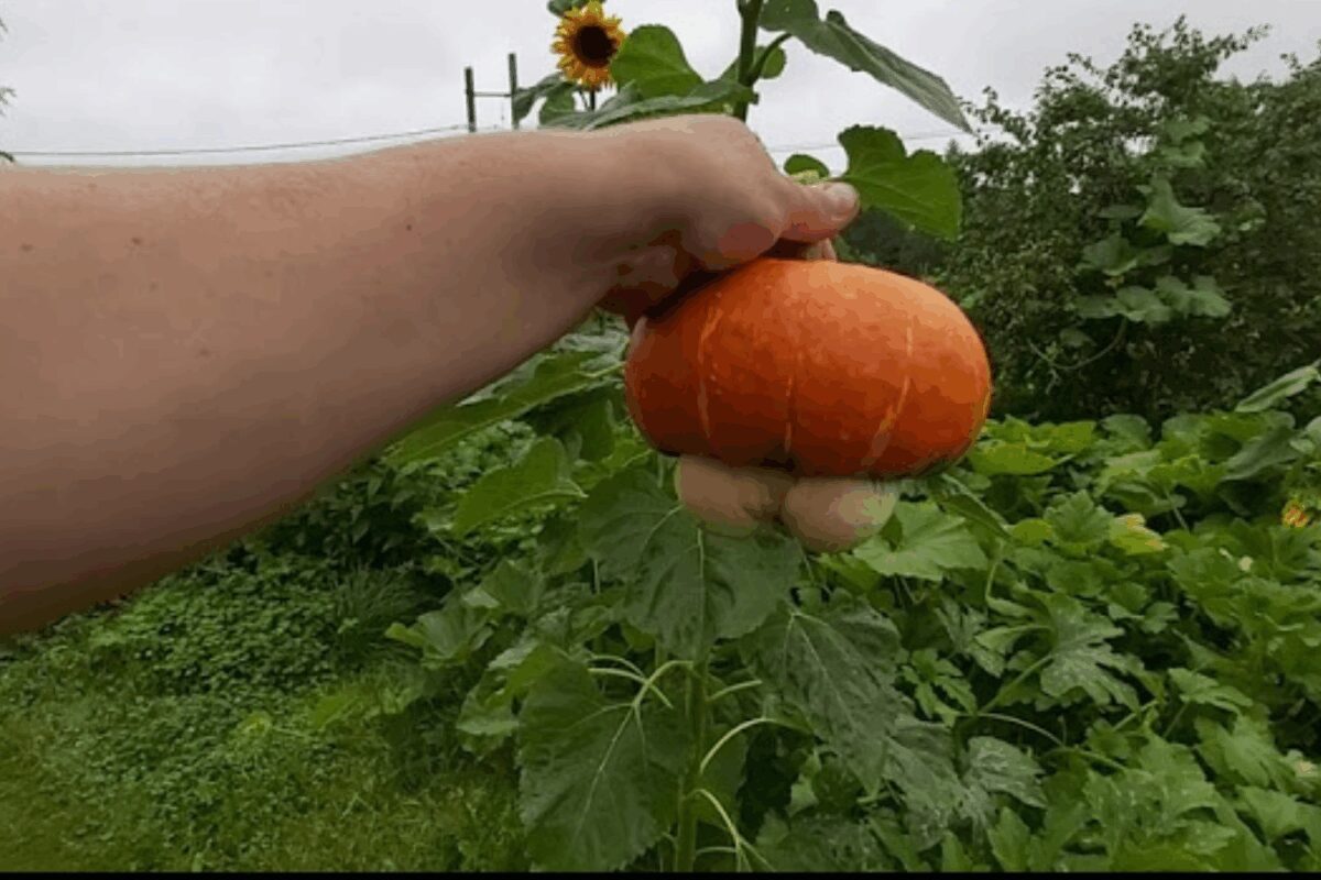 Сорт декоративного гарбуза