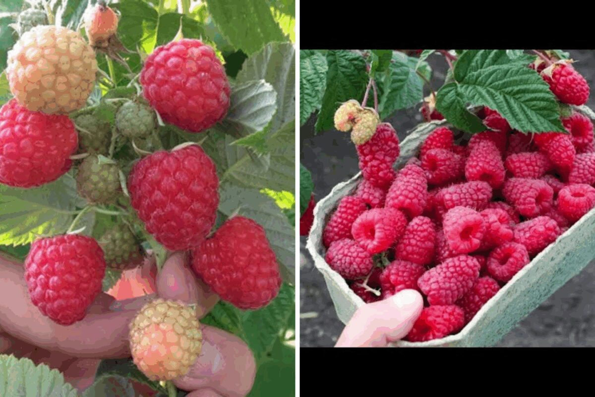 Найкращі сорти ранньостиглої малини 