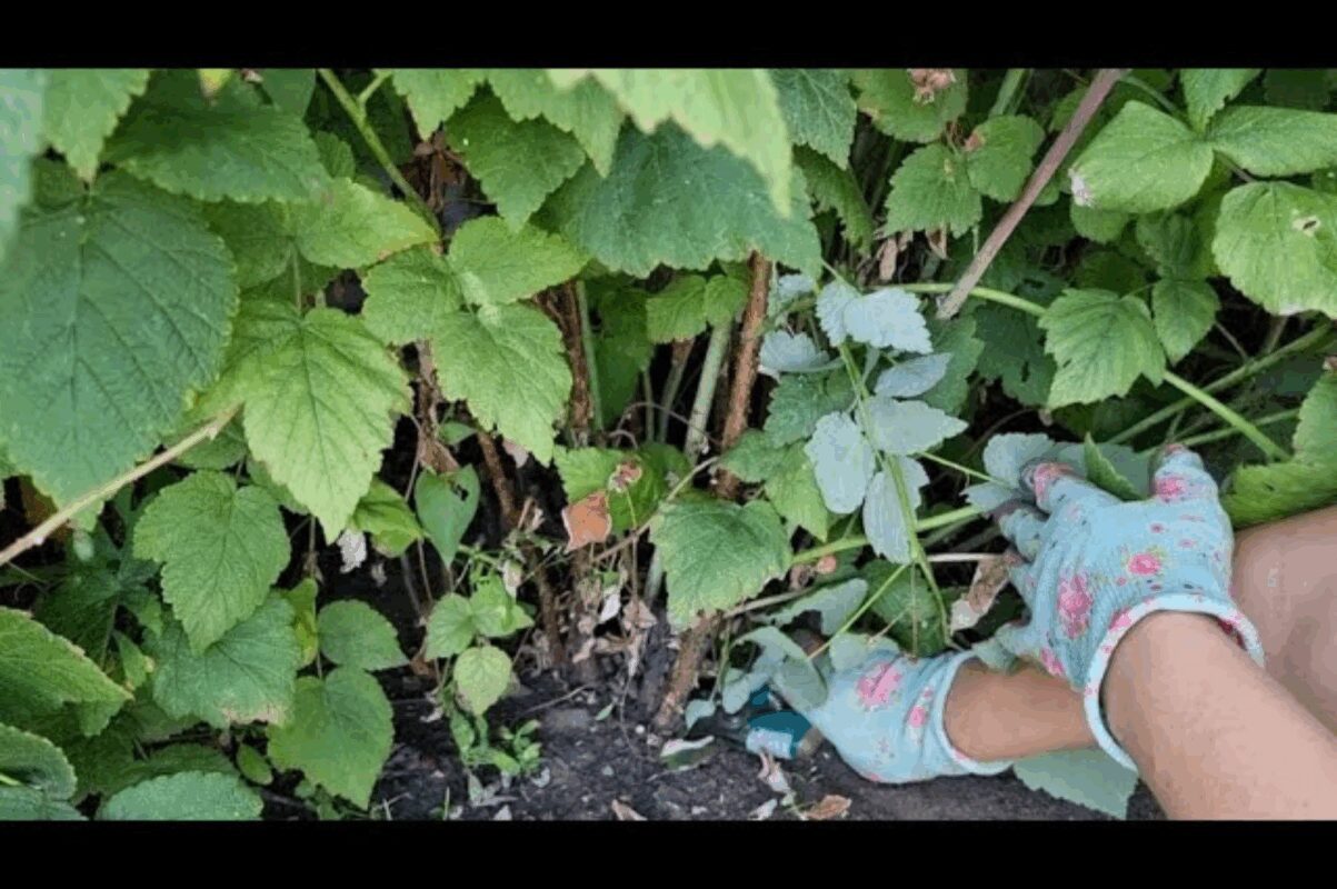 Обрізка малини восени Обрізка малини восени