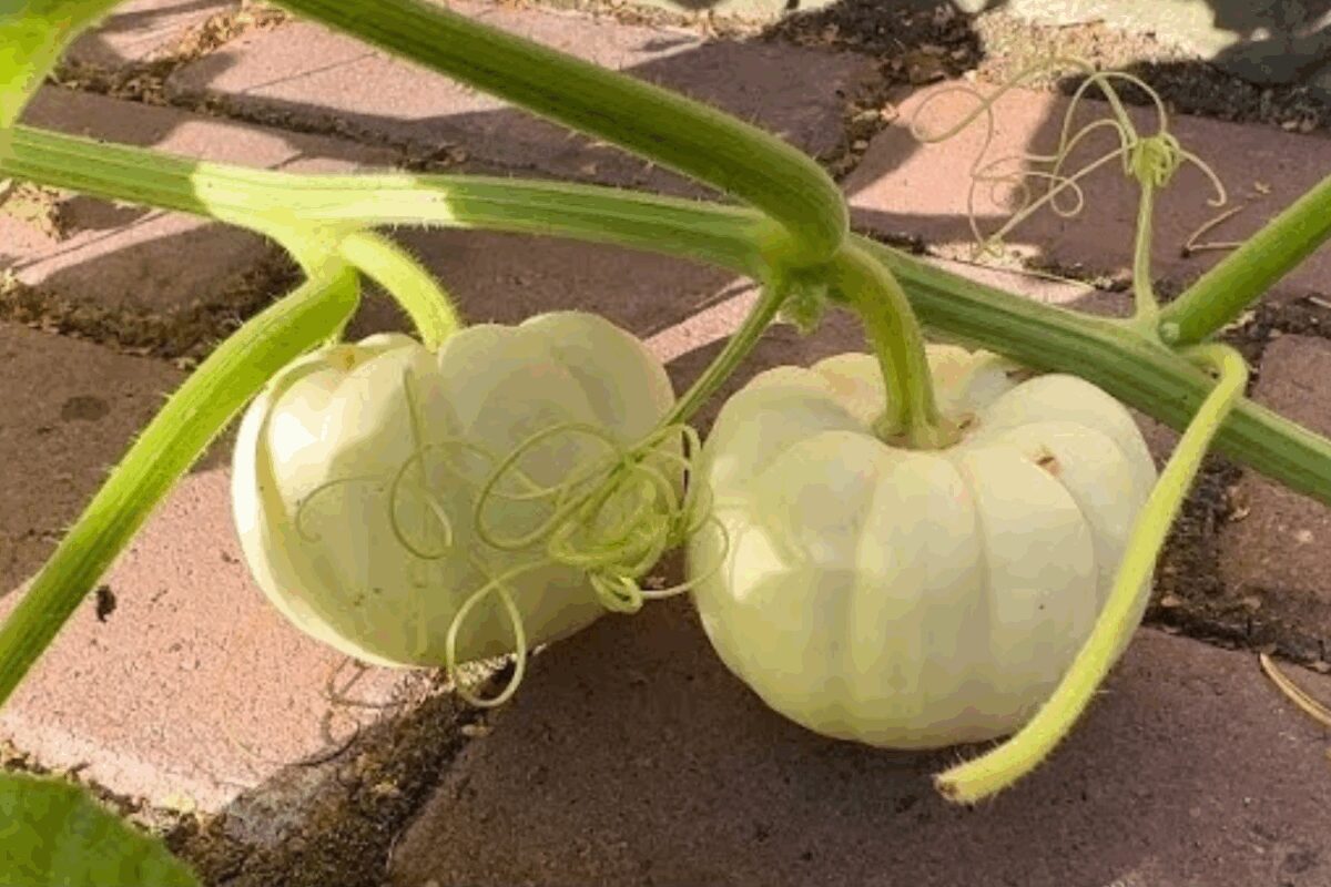 Сорт декоративного гарбуза