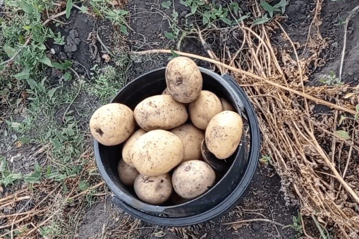 Сорт картоплі Імпала