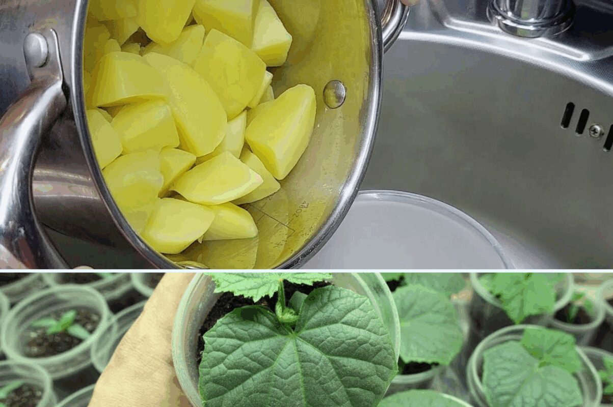 Рецепт поживного відвару для розсади