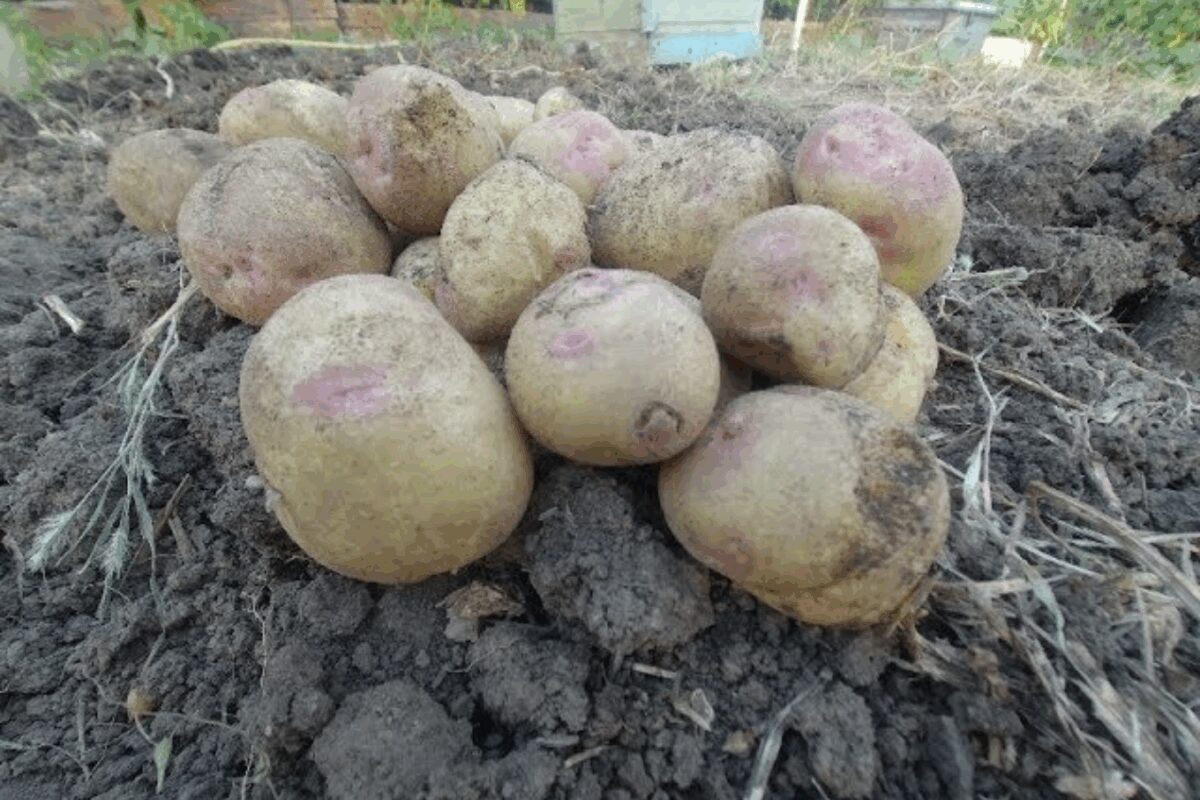 Сорт картоплі Пікассо