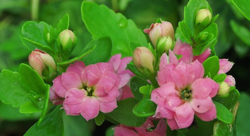 Каланхое чахне на очах: ось що треба зробити з рослиною восени – 1 прийом з Чернівців 