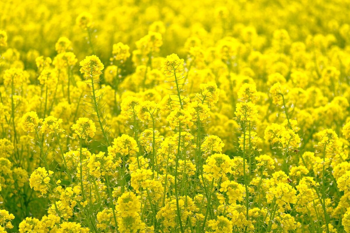 Які культури не можна саджати поруч з виноградом