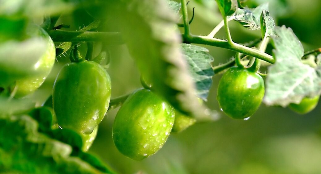 Залишилися зелені помідори на грядках — законсервуйте з них смачний салат на зиму: рецепт 