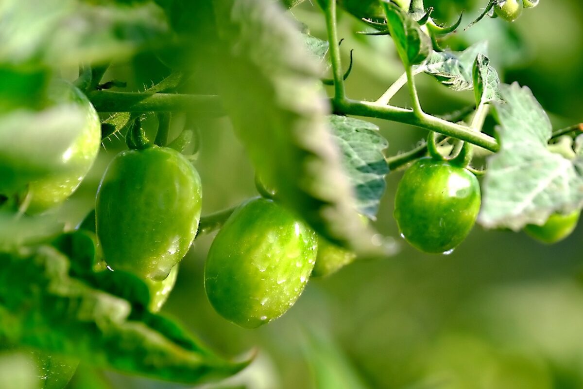 Агроном розповів, які сорти томатів не хворіють фітофторою