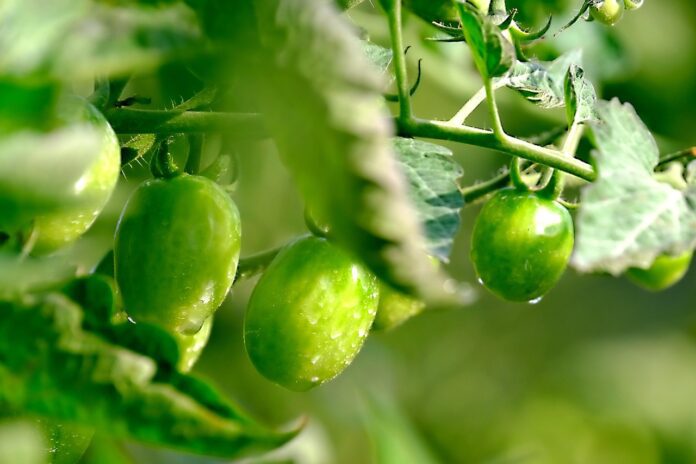 Агроном розповів, які сорти томатів не хворіють фітофторою