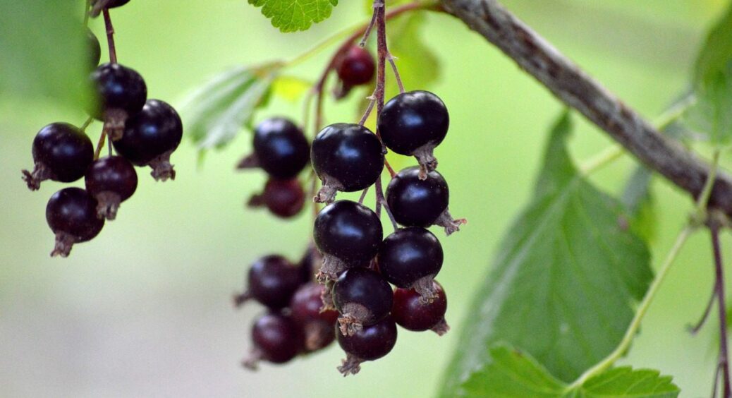 Безкоштовно і просто: 2 вінницьких прийоми, і купа нових саджанців смородини на руках 