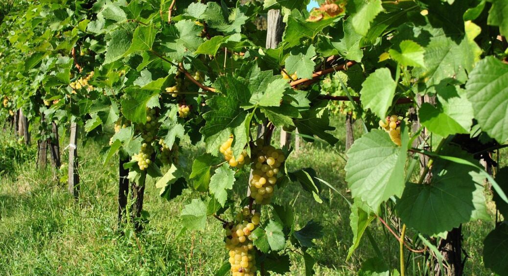 Не виноград, а справжнє кохання! Цей сорт у вигляді серця — моя мрія останніх 40 років 