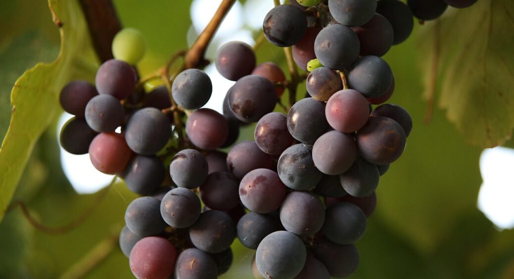 Не саджайте ось ці 3 рослини біля винограду: врожаю не буде ні тут, ні там (Список) 